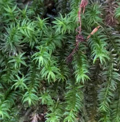 contorted pogonatum moss thumbnail 1