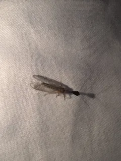 Agulla bicolor thumbnail 3