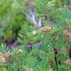 Sitka Mountain-Ash thumbnail 4