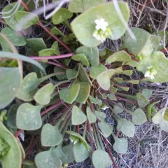 Redstem Springbeauty thumbnail 1