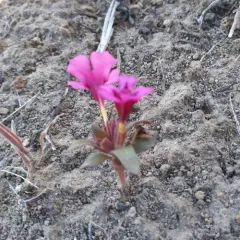 Dwarf Purple Monkeyflower thumbnail 1