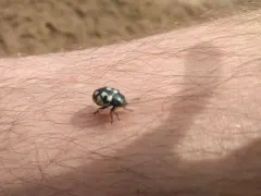 Calligrapha pnirsa thumbnail 2