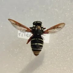 Black-banded Falsehorn thumbnail 4