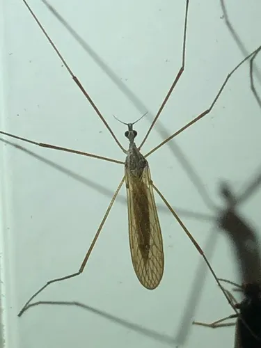Pseudolimnophila inornata