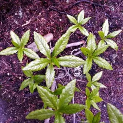 White-flowered Rhododendron thumbnail 2