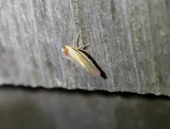 Omolicna uhleri thumbnail 2