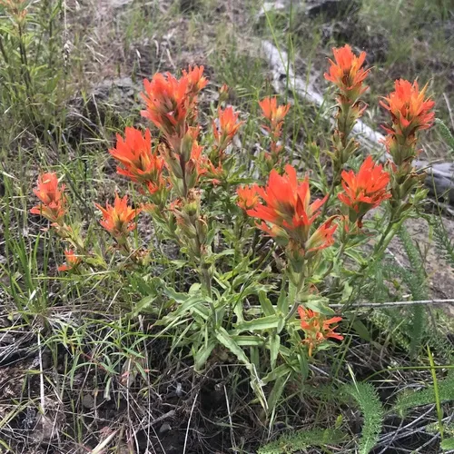 wavyleaf paintbrush