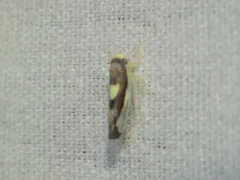 Colladonus eburatus thumbnail 3