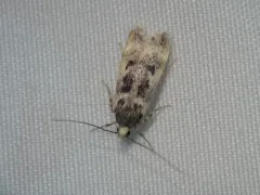 Chionodes sattleri thumbnail 3