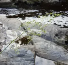 Swamp Meadow-grass thumbnail 4