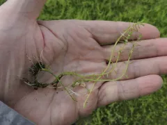Ussurian water-milfoil thumbnail 3