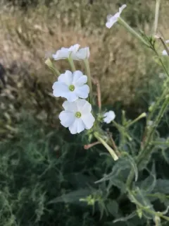 manyflower tobacco thumbnail 2