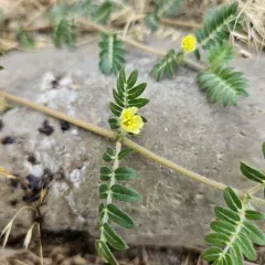 puncture vine thumbnail 4
