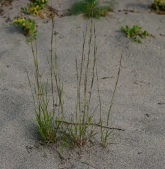 poverty dropseed thumbnail 2