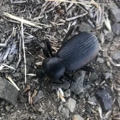 Obscure Darkling Beetle thumbnail 3