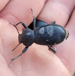 California Broad-necked Darkling Beetle thumbnail 2