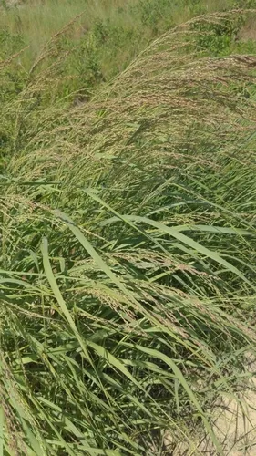 Bitter Panicgrass