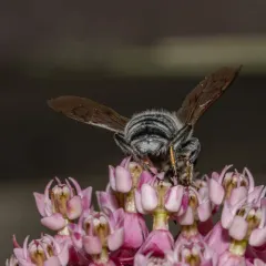 Texas Leafcutter Bee thumbnail 3