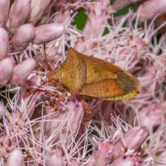 One-spotted Stink Bug thumbnail 3