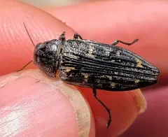 Buprestis consularis thumbnail 4