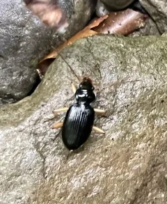 Lacustrine Gazelle Beetle thumbnail 3