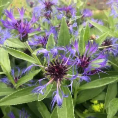 Perennial Cornflower thumbnail 2