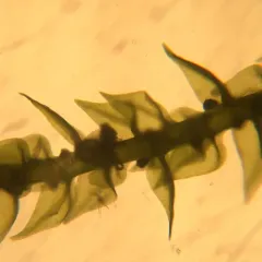 tangled thread moss thumbnail 4