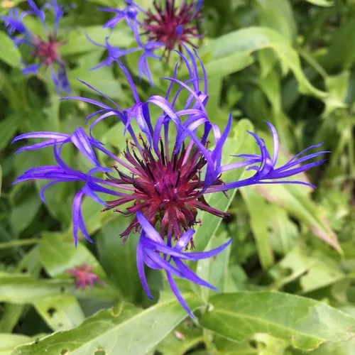 Perennial Cornflower