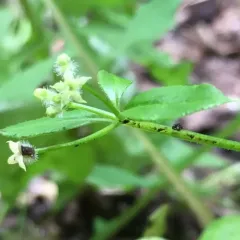 fragrant bedstraw thumbnail 2