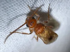 Sphaeropthalma unicolor thumbnail 2