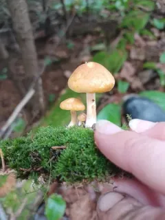 Gymnopilus flavidellus thumbnail 2
