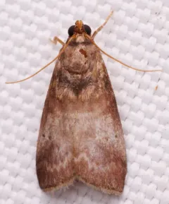 Acrobasis aurorella thumbnail 3