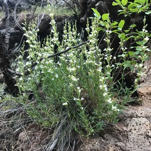 Hot Rock Penstemon
