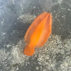 Orange Sea Pen thumbnail 3