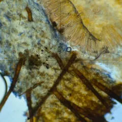 Scutellinia olivascens thumbnail 4