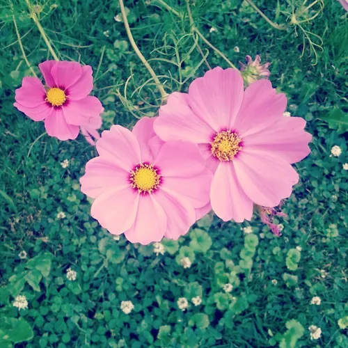 garden cosmos