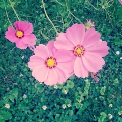 garden cosmos thumbnail 1