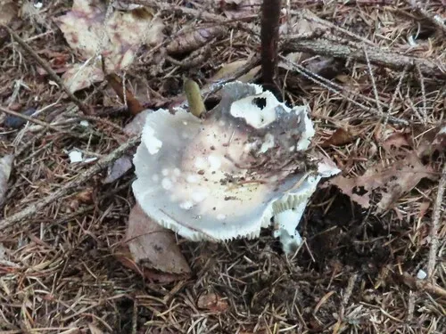 Russula flocculosa