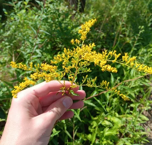 Sweet Goldenrod