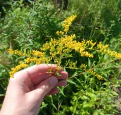 Sweet Goldenrod thumbnail 1