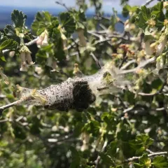 Western Tent Caterpillar Moth thumbnail 3
