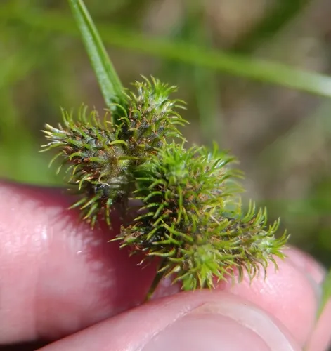 Dwarf Umbrella-sedge