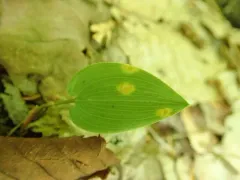 Uromyces halstedii thumbnail 4
