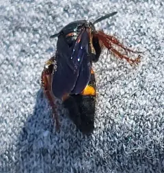 Noble Scoliid Wasp thumbnail 4