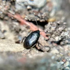 Umbrose Seed Bug thumbnail 4