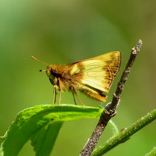 Zabulon Skipper