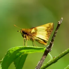Zabulon Skipper thumbnail 1