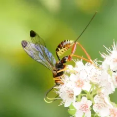 Spilopteron vicinum thumbnail 3