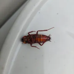 Oriental Cockroach thumbnail 3