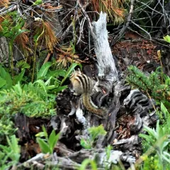 Yellow-pine Chipmunk thumbnail 4